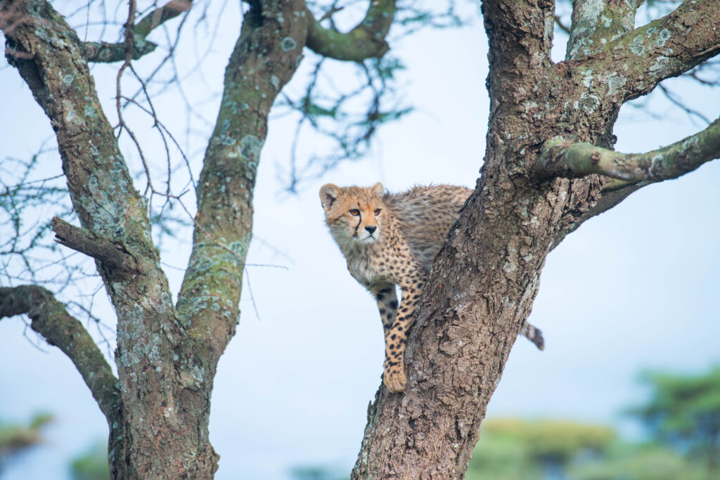 Africa, Tanzania, Sanctuary Kusini