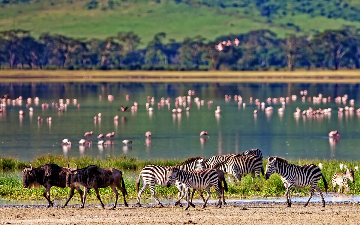 49-destinations-tansania-safari