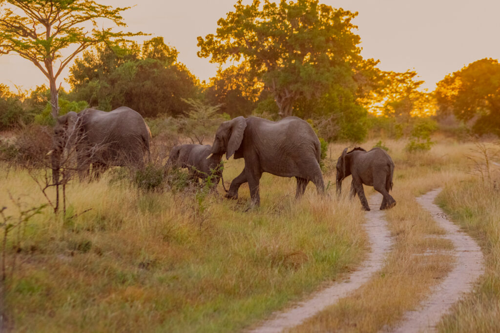 Elephant_-_Saadani_National_Park_1