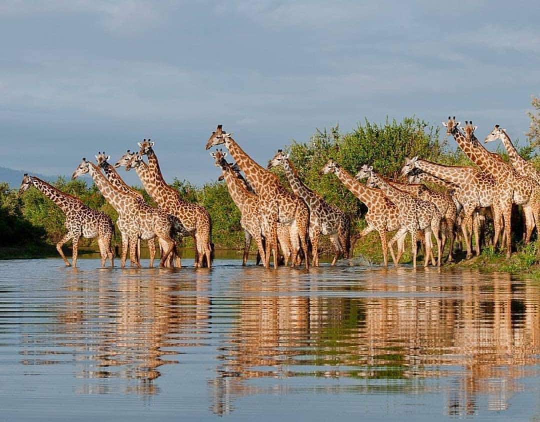 Tanzania Safari - Tanzania Safari Tours & Zanzibar