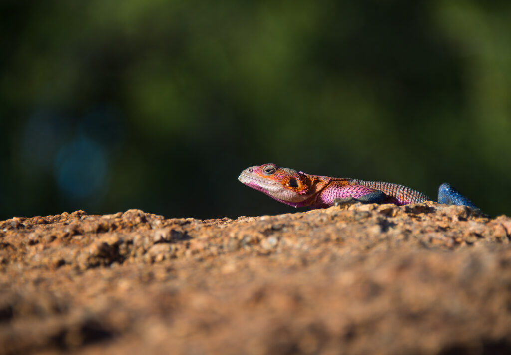 Tanzania; Serengeti; Sanctuary Kusini; Gecko