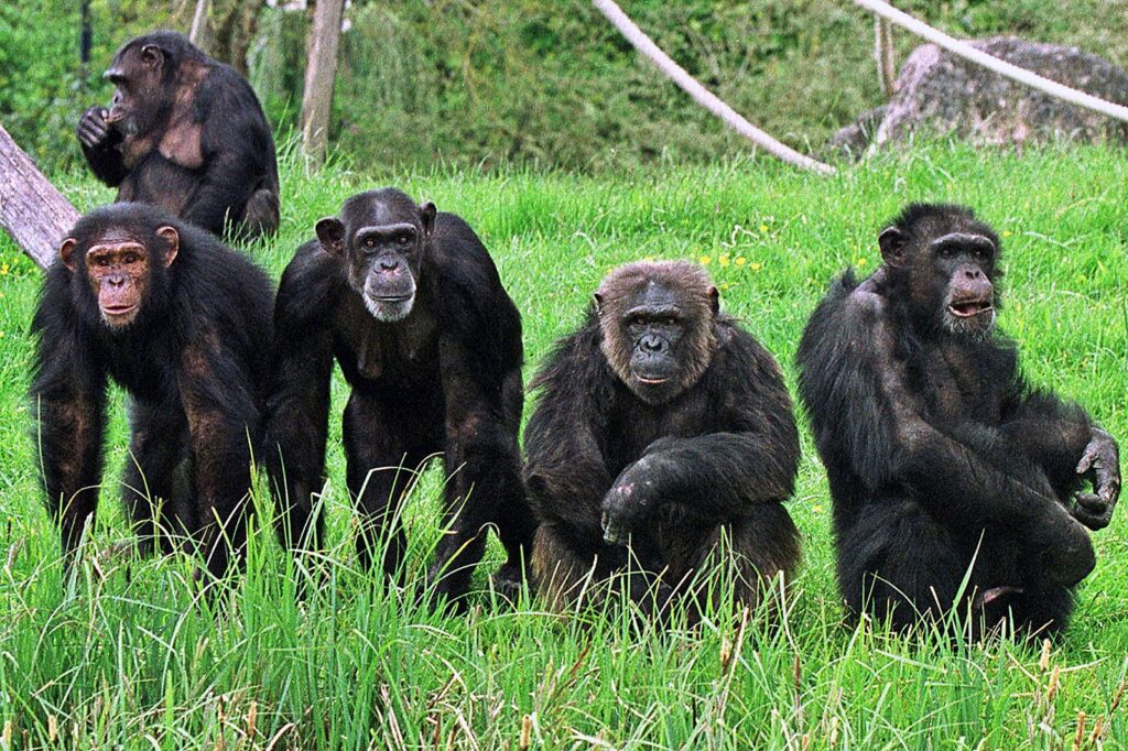 Gombe-Stream-National-chimps