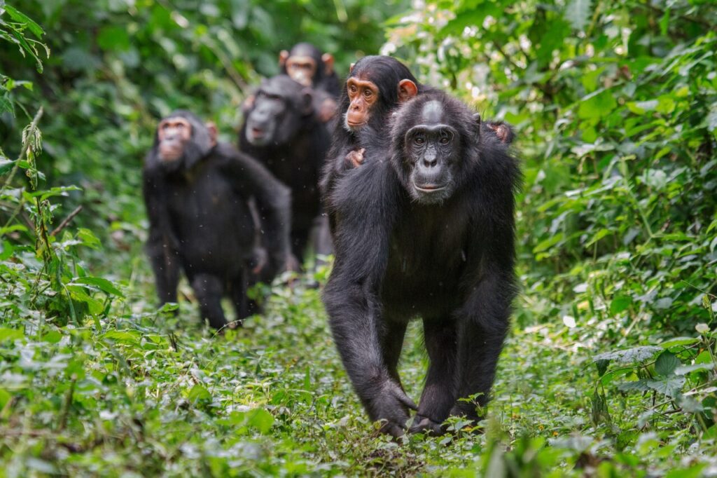 chimps-walking-through-forest