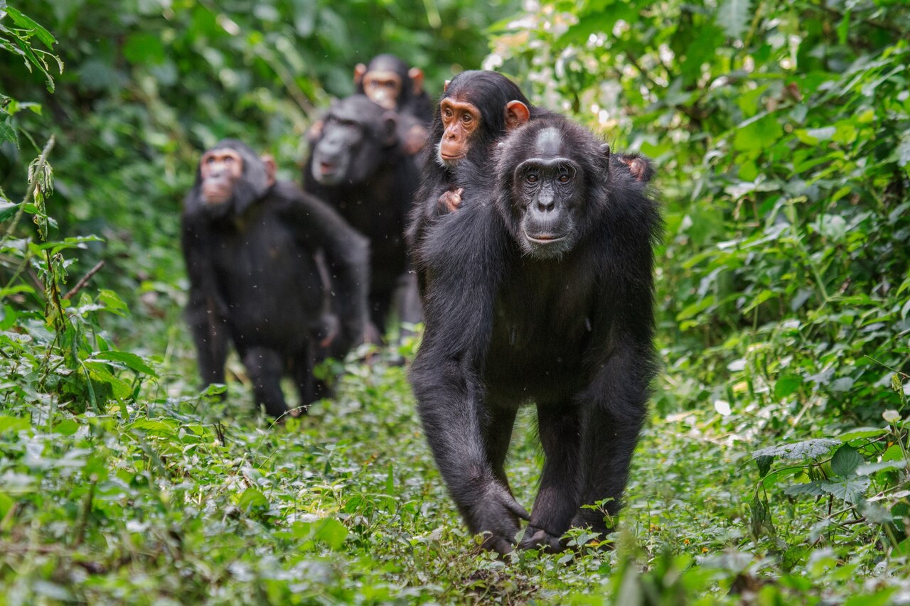 chimps-walking-through-forest